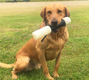 start training a duck dog