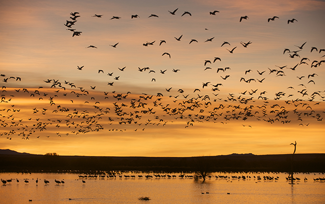 SnowGoose_DSC6569